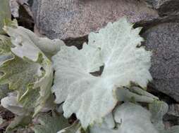 Image de Adenostyles leucophylla (Willd.) Rchb.