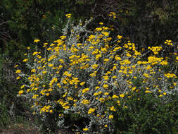 Слика од Helichrysum dasyanthum (Willd.) Sw.