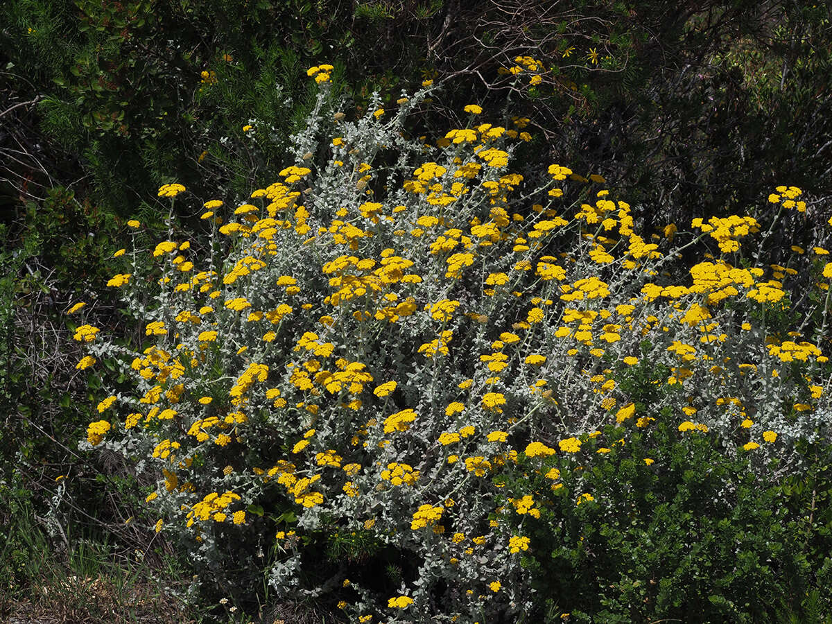 Imagem de Helichrysum dasyanthum (Willd.) Sw.