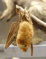 Image of Bocage's Banana Bat
