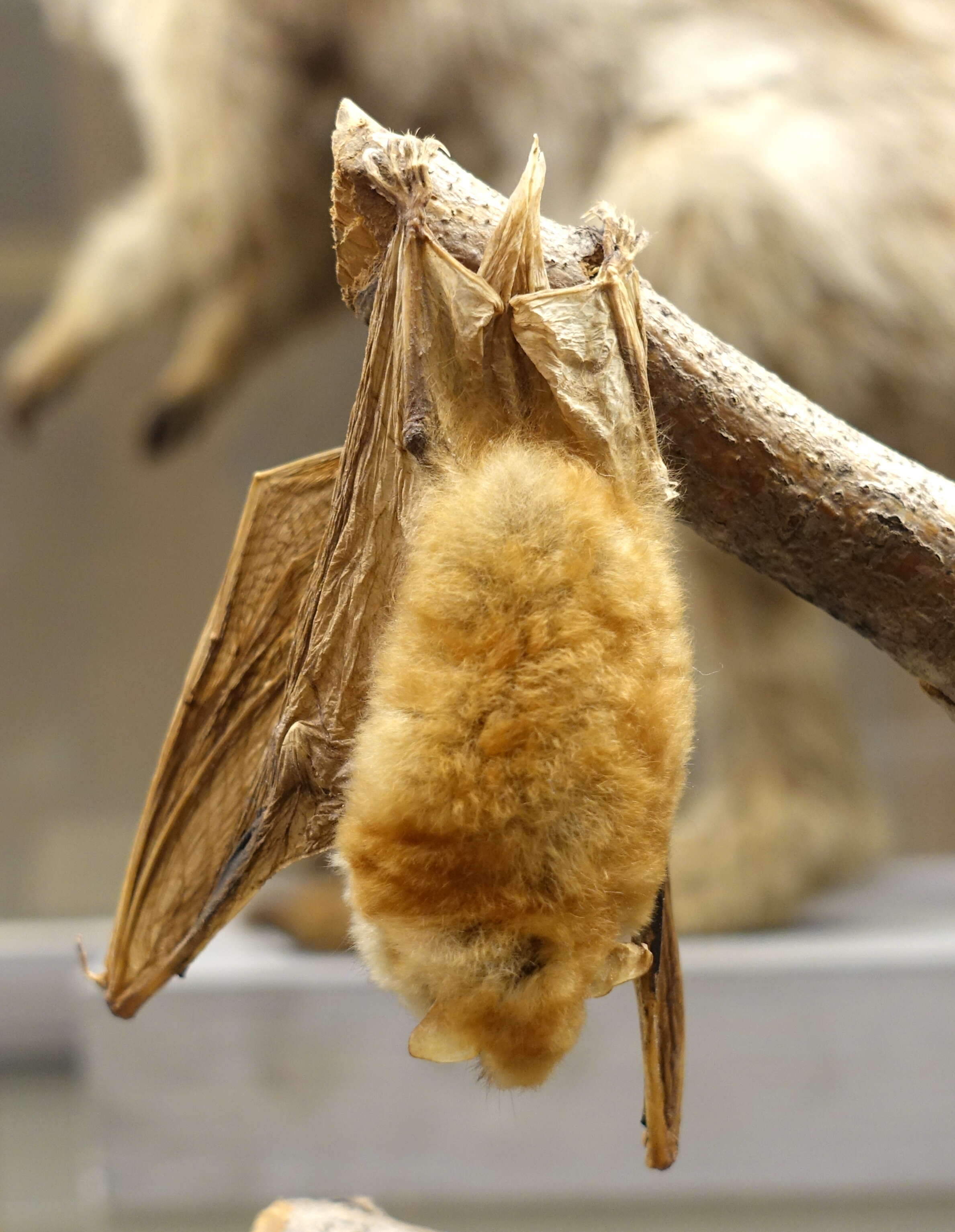 Myotis bocagii (Peters 1870)的圖片