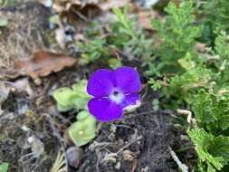 Image of Pinguicula cyclosecta Casper