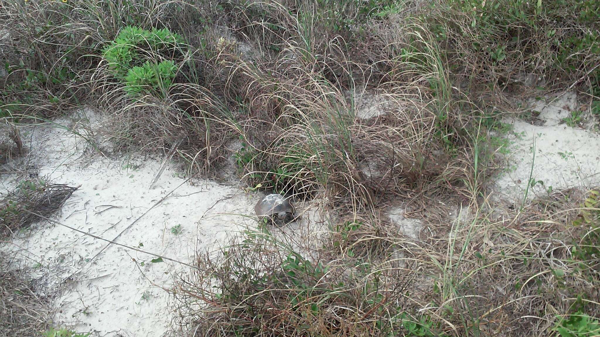 Image of (Florida) Gopher Tortoise