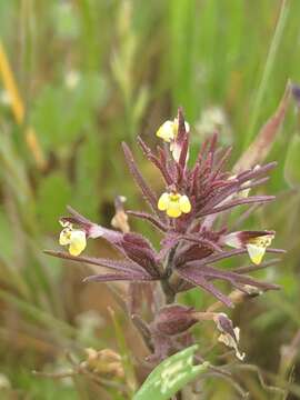 Image de Triphysaria micrantha (Greene ex Heller) T. I. Chuang & L. R. Heckard