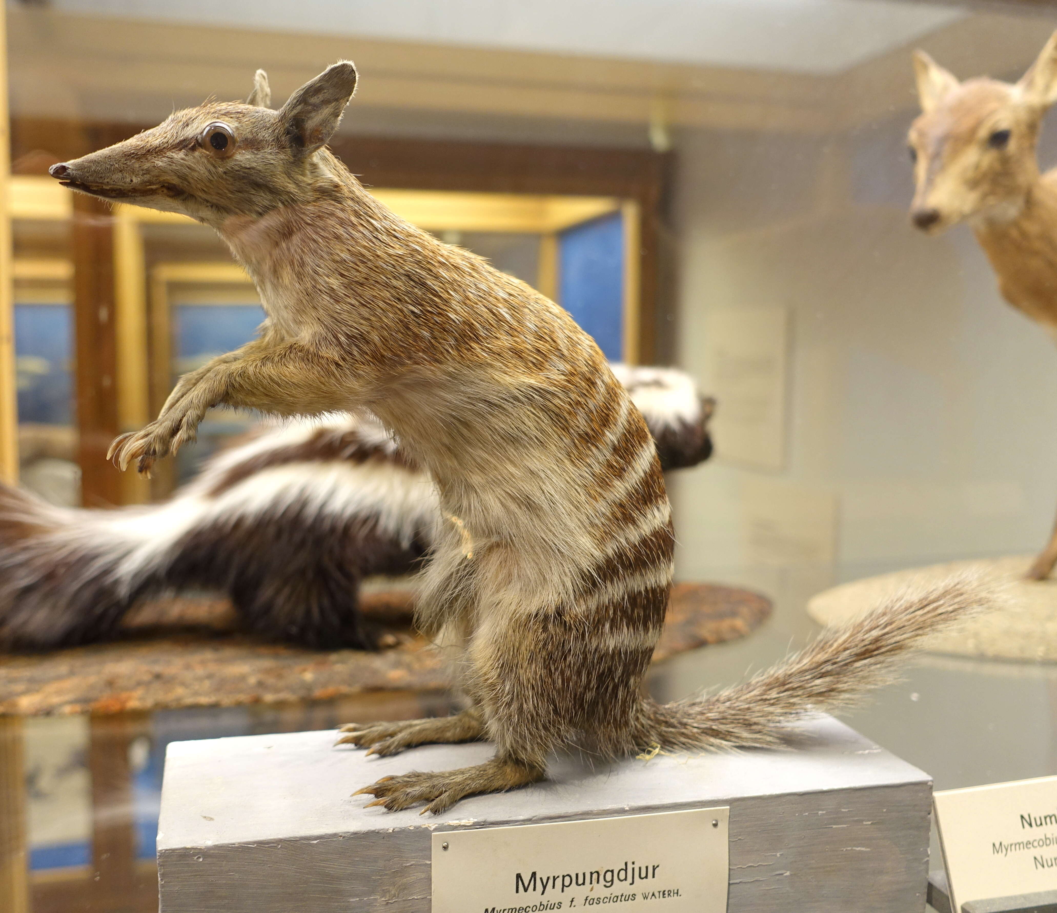 Image of numbats