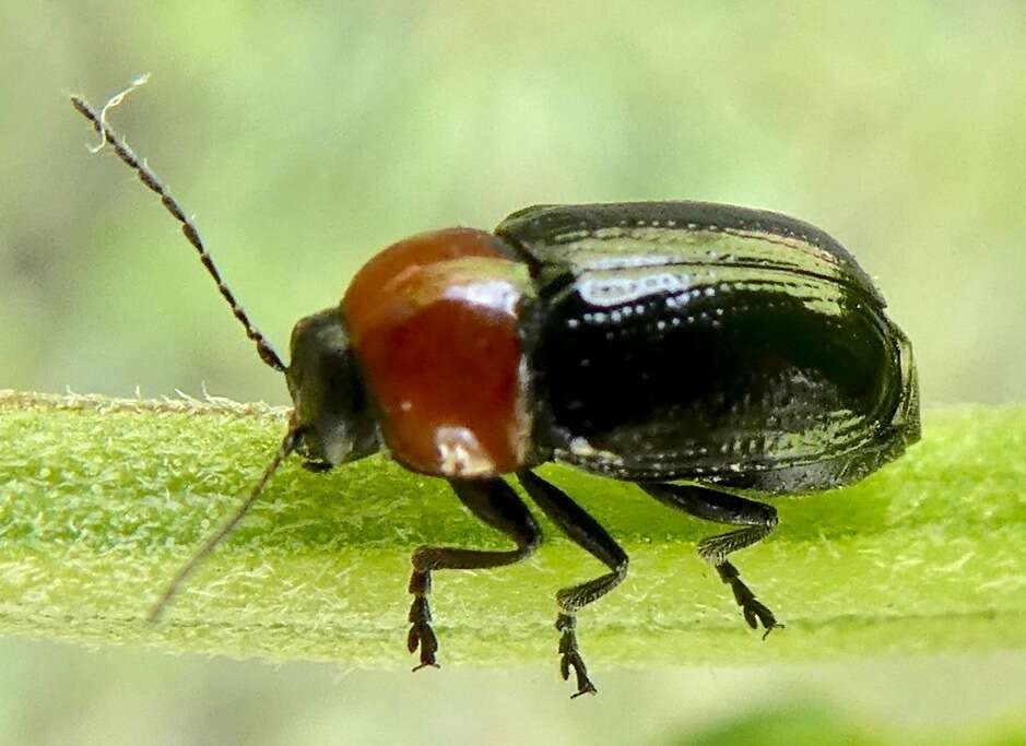 Image of Cryptocephalus sanguinicollis Suffrian 1852