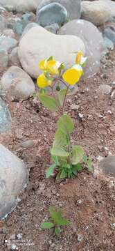 Image of Calceolaria elatior Griseb.