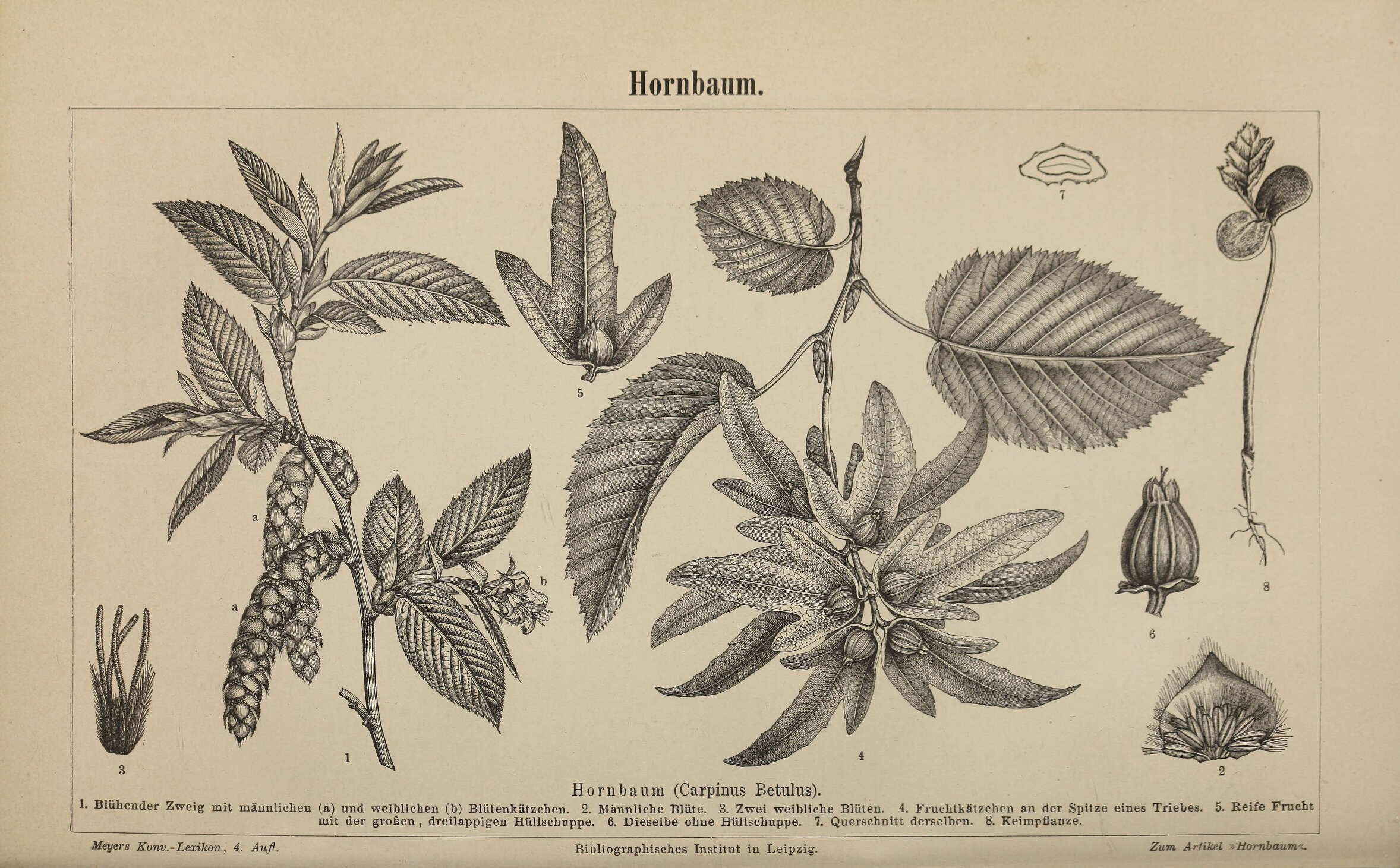 Image of European hornbeam