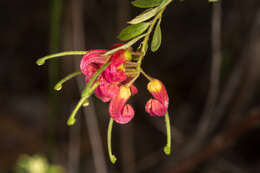 Image of Grevillea banyabba P. M. Olde & N. R. Marriott