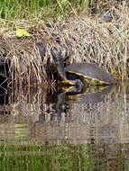 Image of slider turtle, red-eared terrapin, red-eared slider