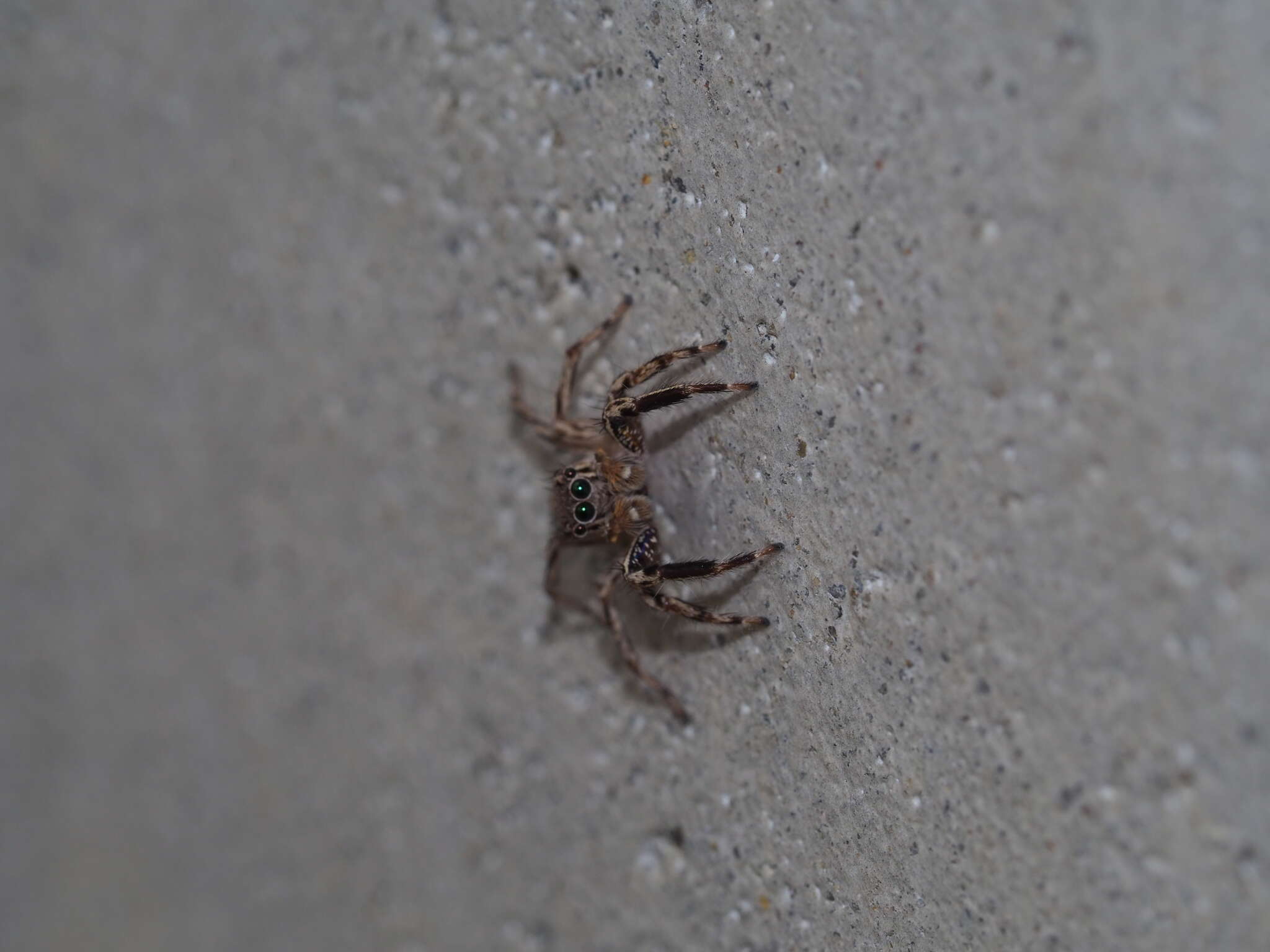 Image of Jumping spider