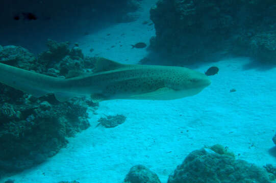 Image of Stegostoma tigrinum (Forster 1781)