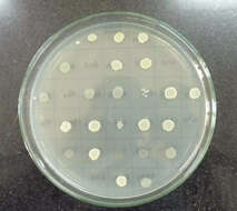 Image of Bacteria