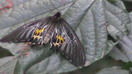 Troides helena (Linnaeus 1758) resmi