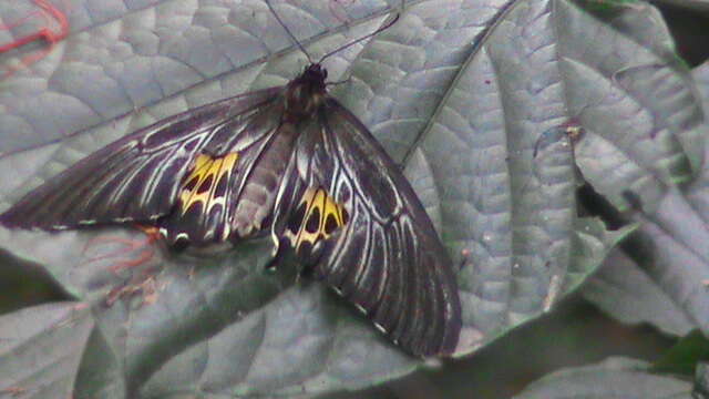 Troides helena (Linnaeus 1758) resmi