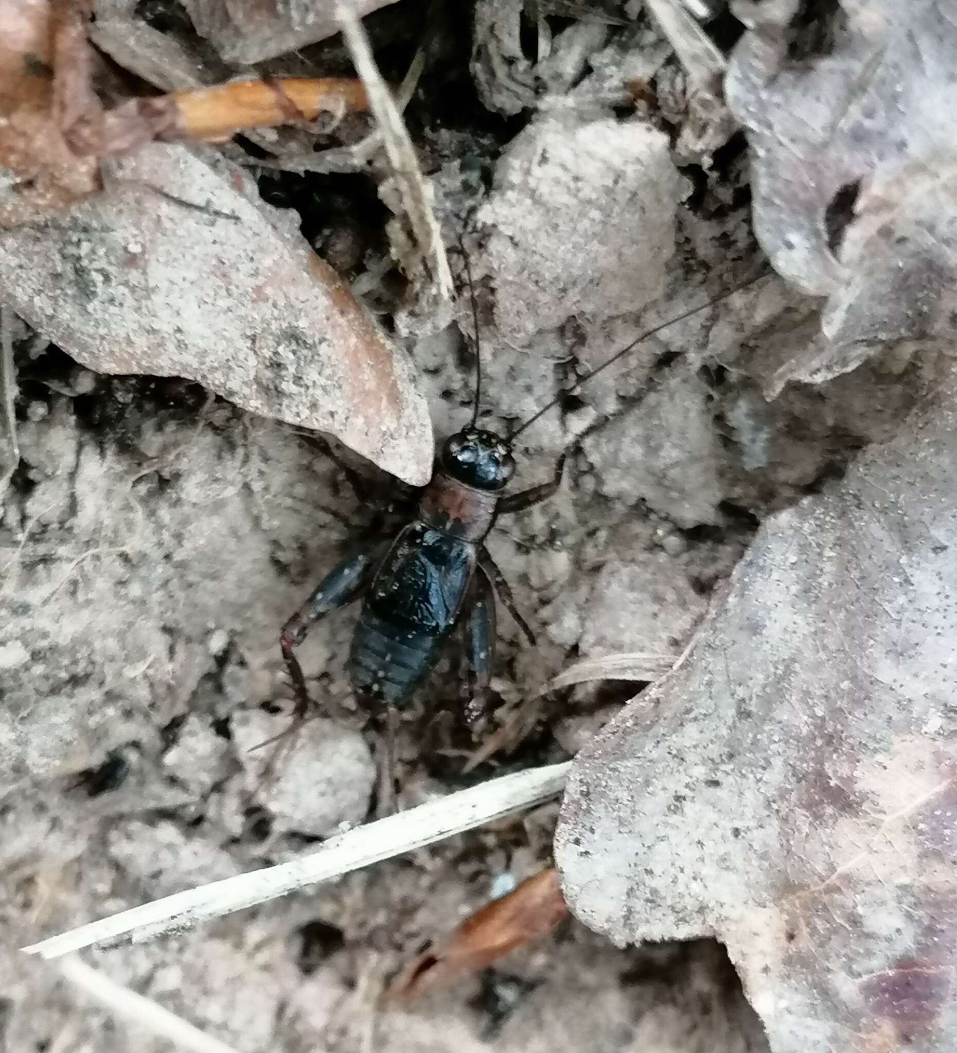 Image of ground cricket