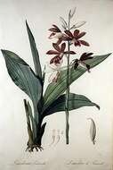 Image of Swamp orchid