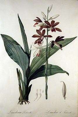 Image of Swamp orchid