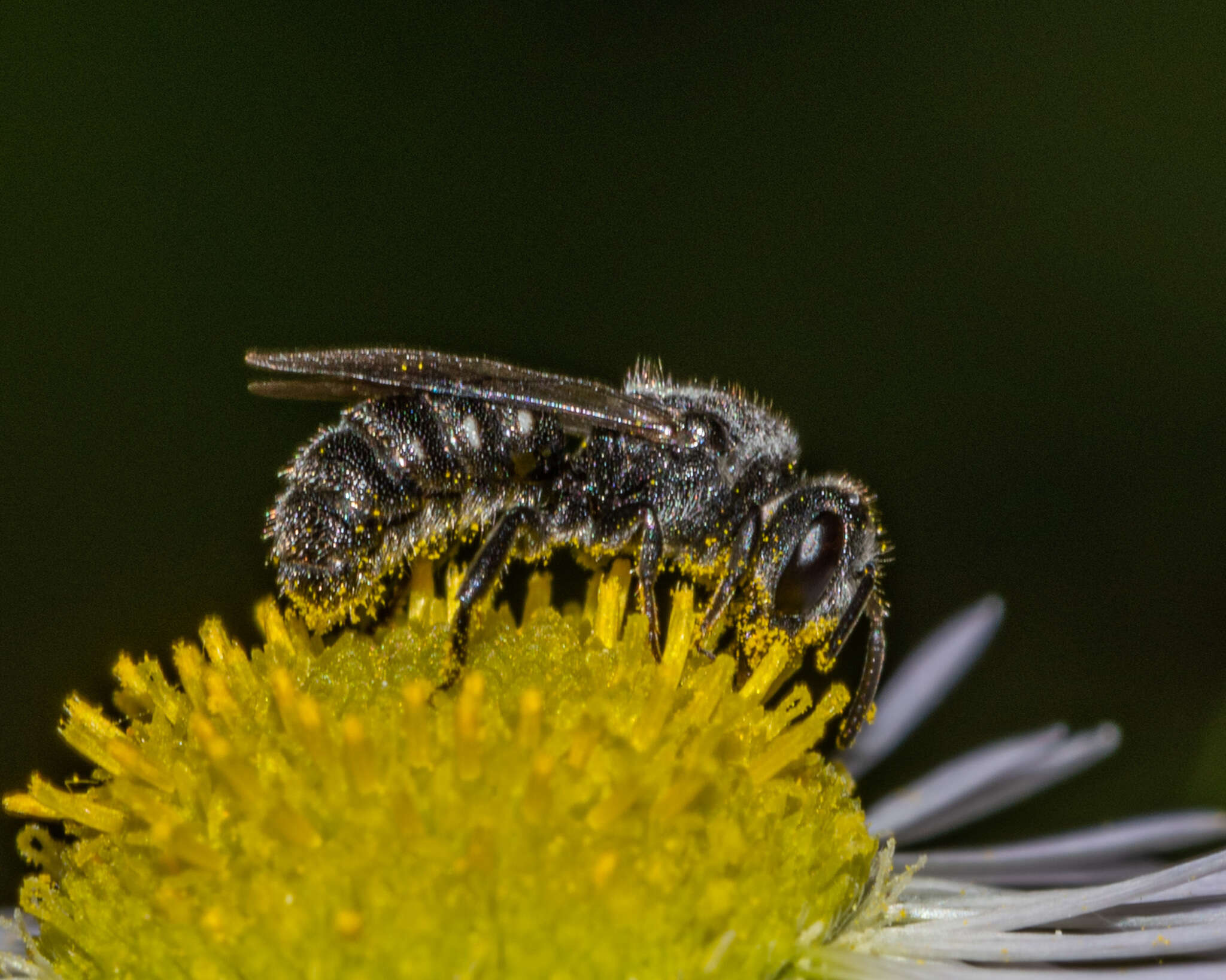 Image de Stelis coarctatus Crawford 1916