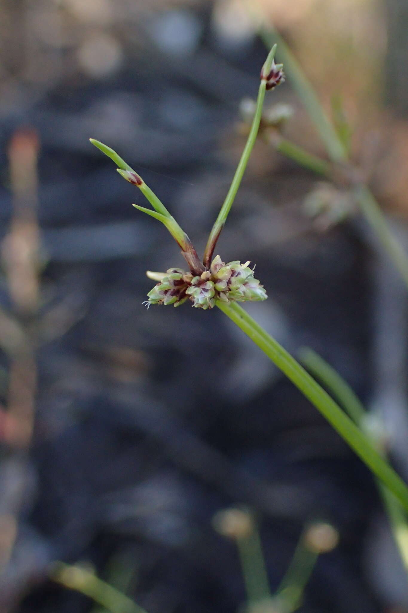 Image de Isolepis inundata R. Br.