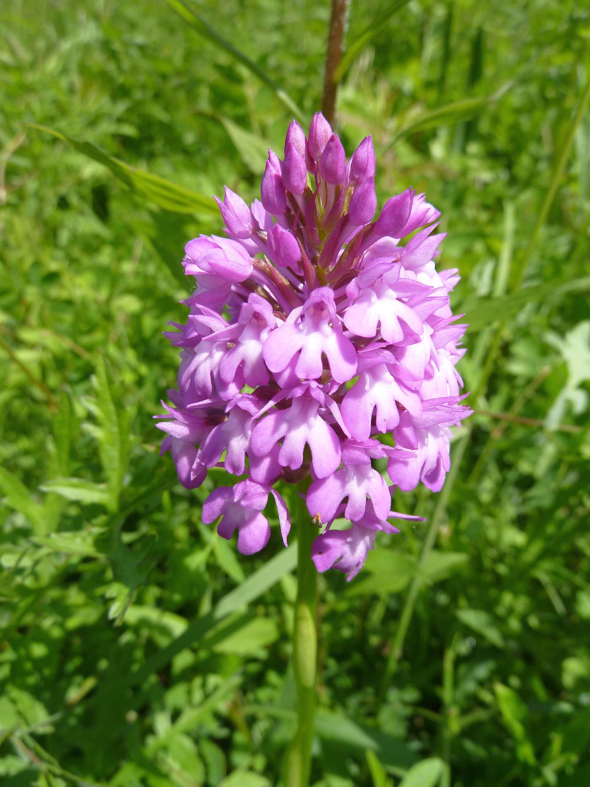 Image of Pyramidal orchid