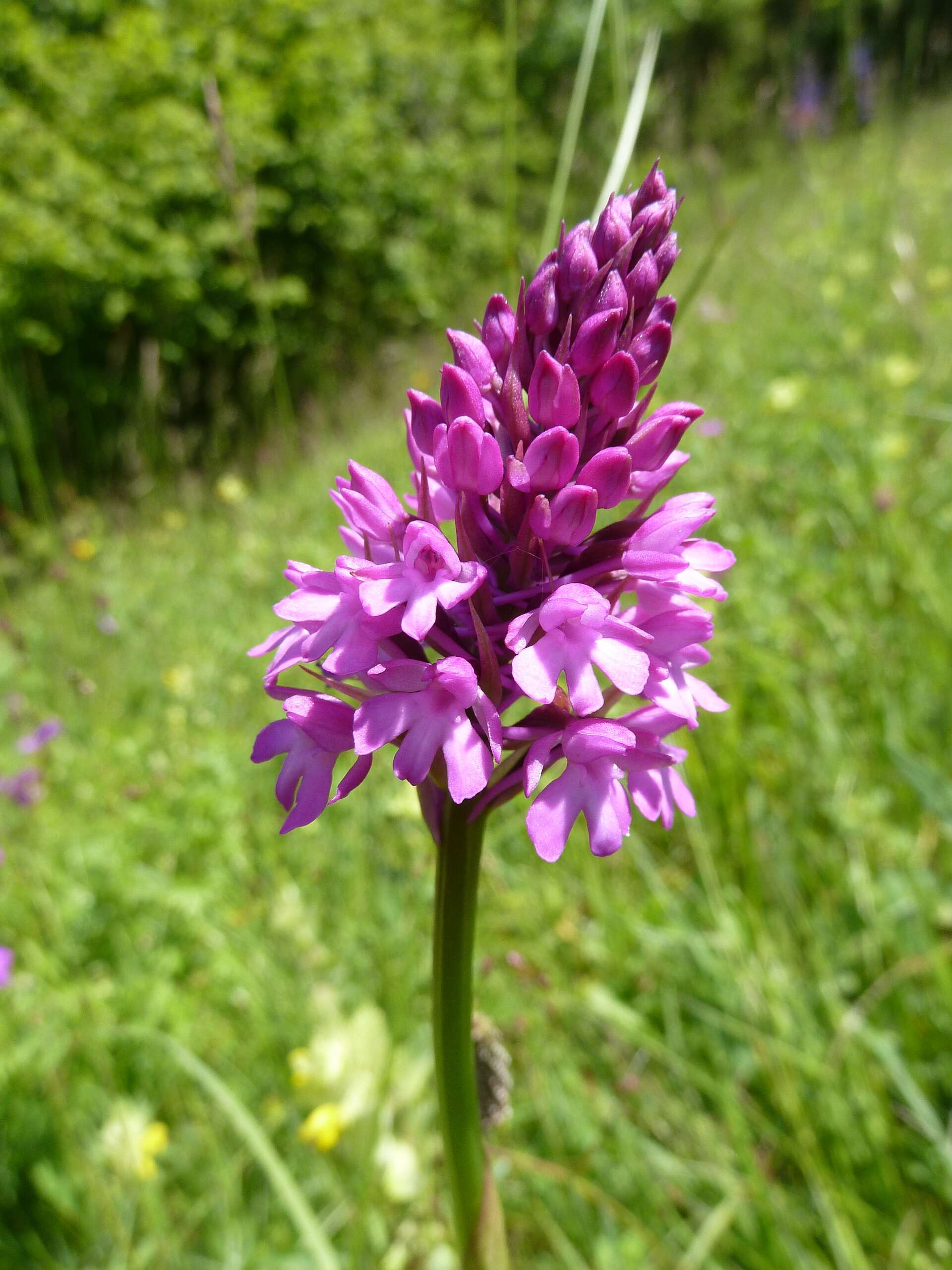 صورة Anacamptis pyramidalis (L.) Rich.