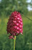 Image of Pyramidal orchid