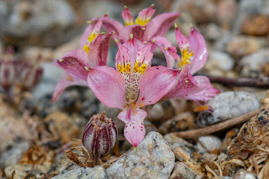 Image of Alstroemeria recumbens Herb.