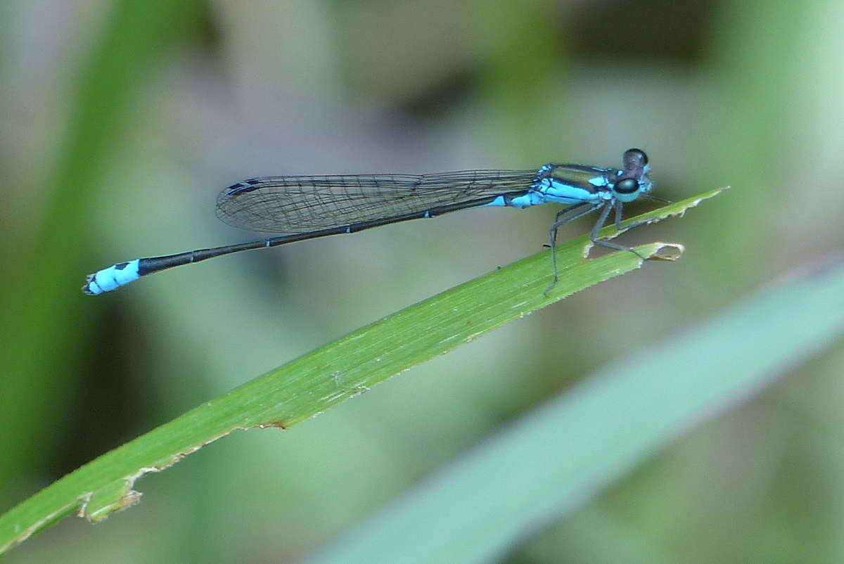 Image of Xiphiagrion cyanomelas Selys 1876