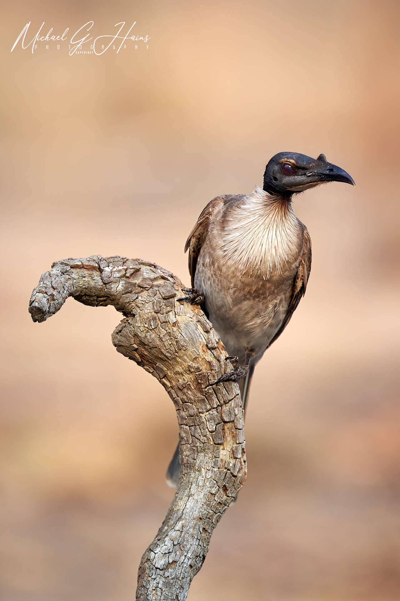 Image of Philemon corniculatus monachus (Latham 1801)