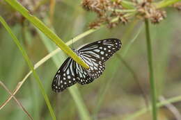 Image of Tirumala septentrionis