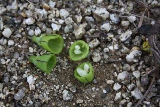 Basananthe triloba (Bolus) de Wilde的圖片