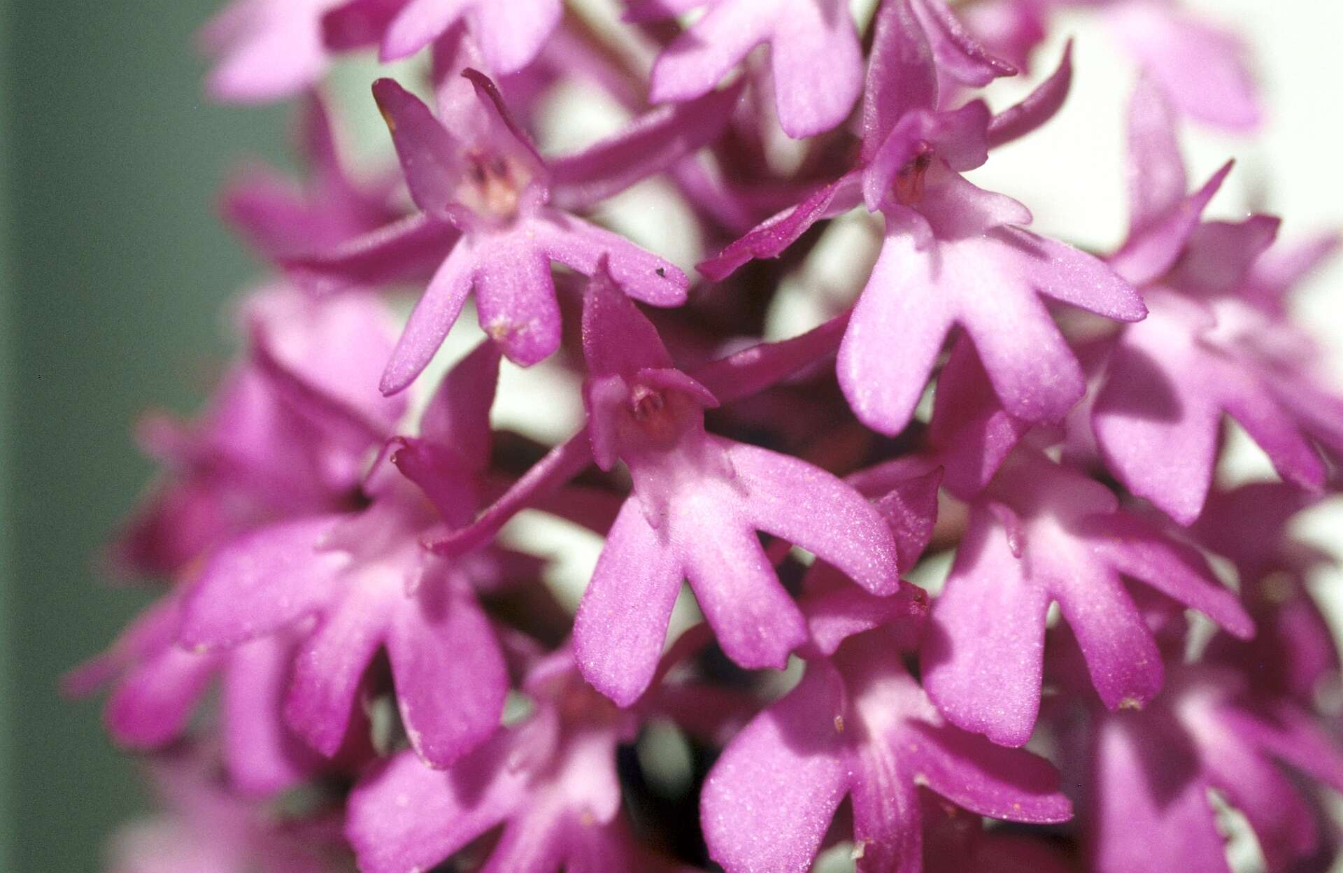 صورة Anacamptis pyramidalis (L.) Rich.