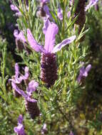 Image of French lavender