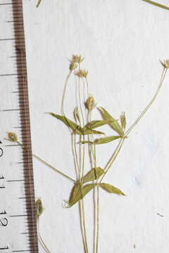 Image of boreal starwort