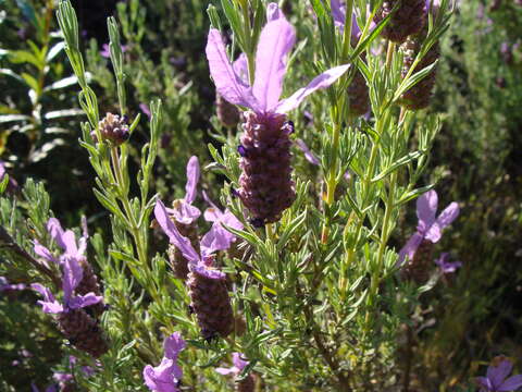 Image of French lavender