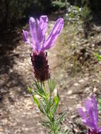 Image of French lavender