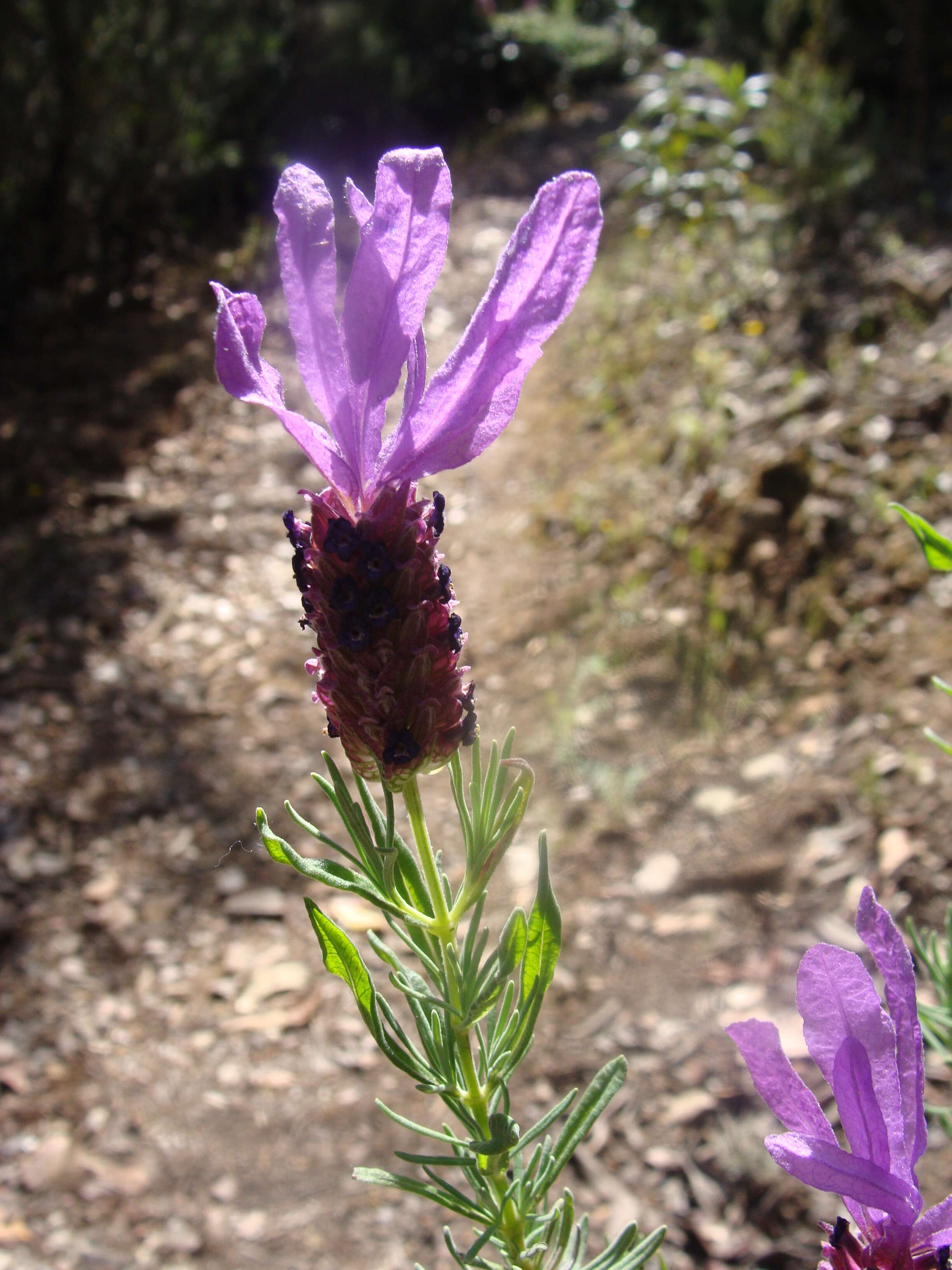 Imagem de Lavandula stoechas L.