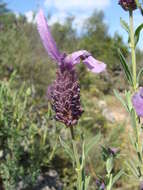 Imagem de Lavandula stoechas L.