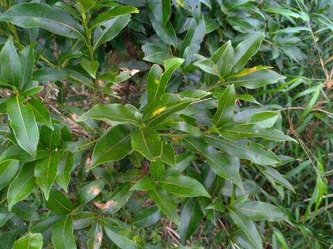 Imagem de Lithocarpus hancei (Benth.) Rehder