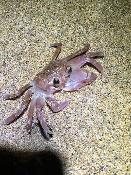 Image of pallid ghost crab