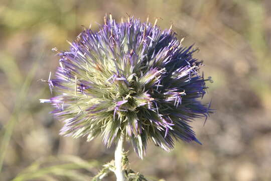 Image of Echinops strigosus L.