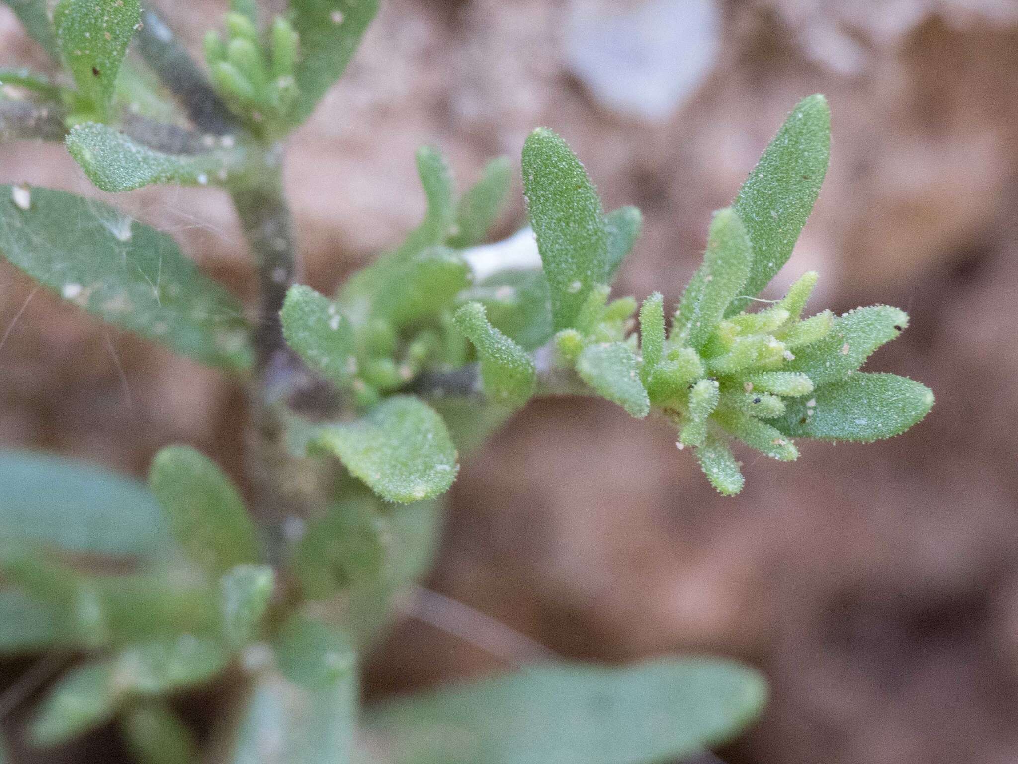 Image of seaside petunia