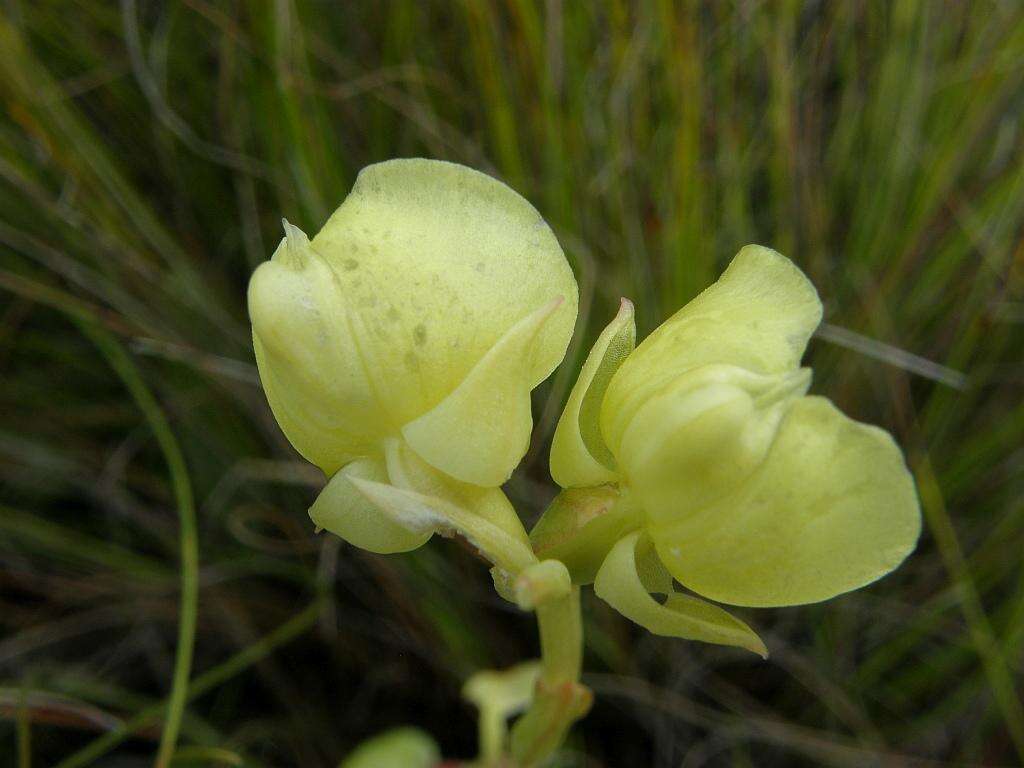 Image of Pterygodium catholicum (L.) Sw.