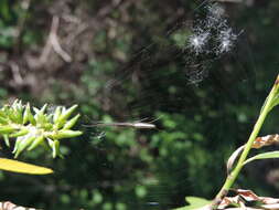 Image of Silver Longjawed Orbweaver