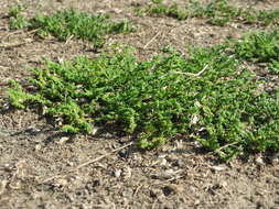 Image of smooth rupturewort