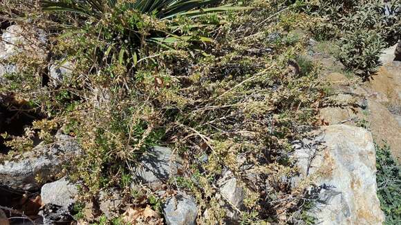 Imagem de Epilobium canum subsp. latifolium (Hook.) P. H. Raven