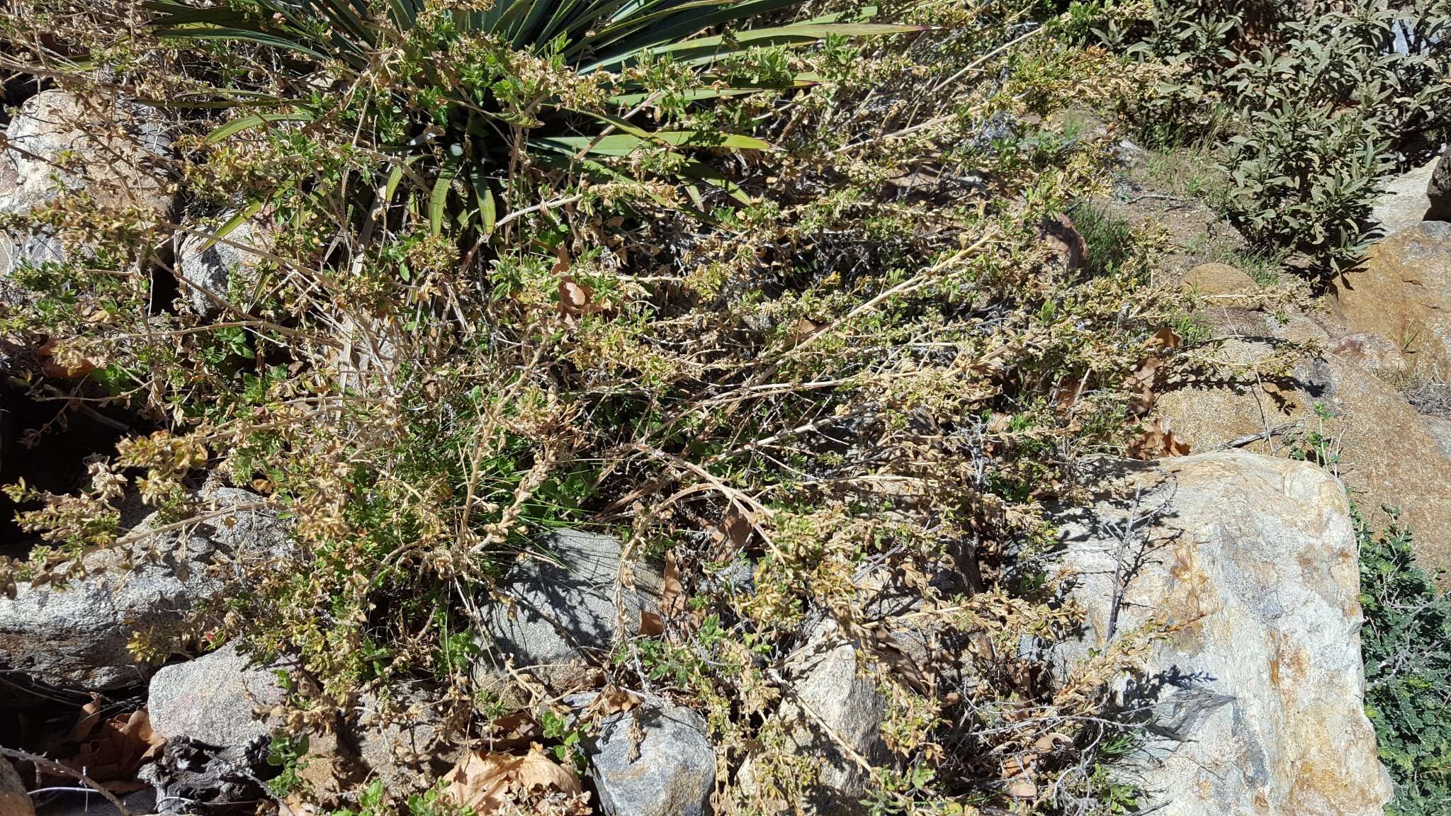 Image de Epilobium canum subsp. latifolium (Hook.) P. H. Raven