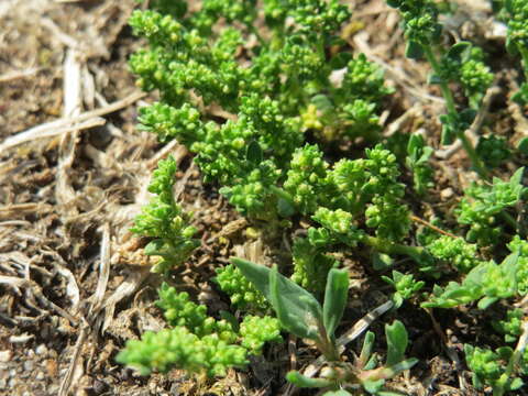 Image of smooth rupturewort