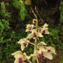 Imagem de Lacaena bicolor Lindl.